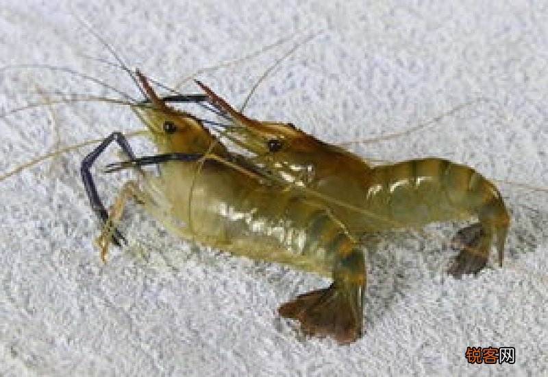 河虾中有哪些营养成分 怎么看河虾新不新鲜