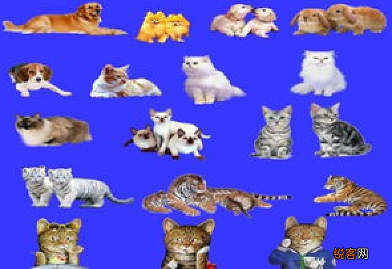 我喜欢的动物小学五年级作文