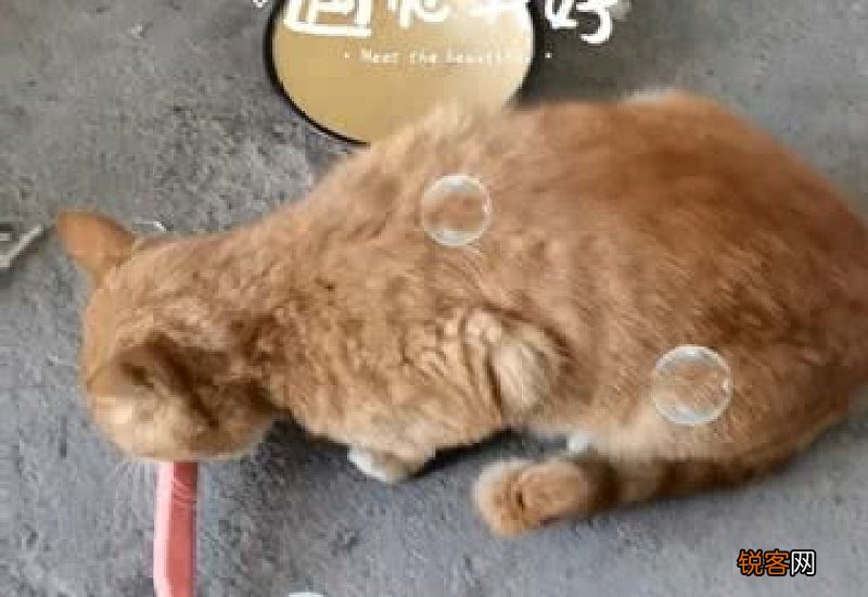 香肠挂在外面被猫吃了人还可以吃吗