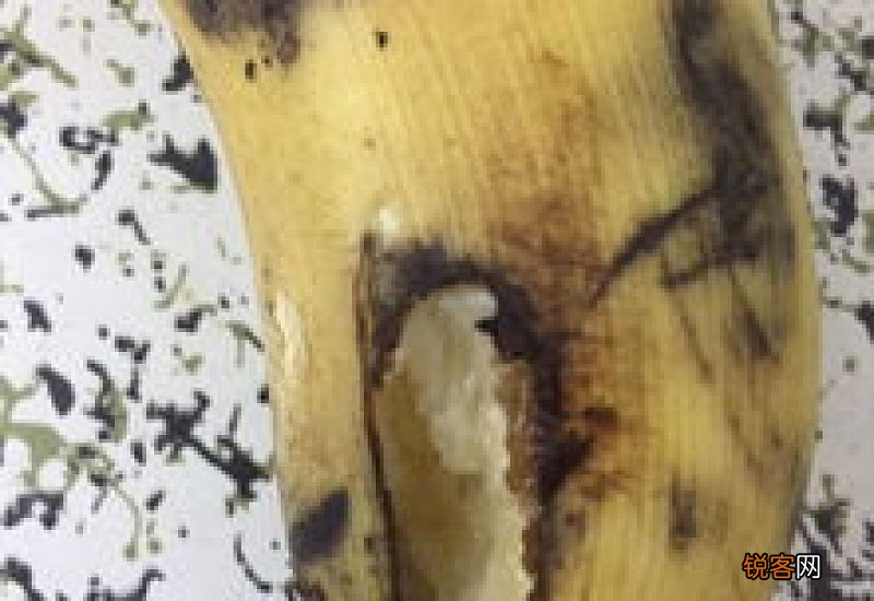 腊鱼被老鼠咬了其他的还可以吃吗