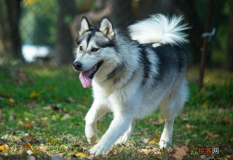 阿拉斯加能吃芒果吗