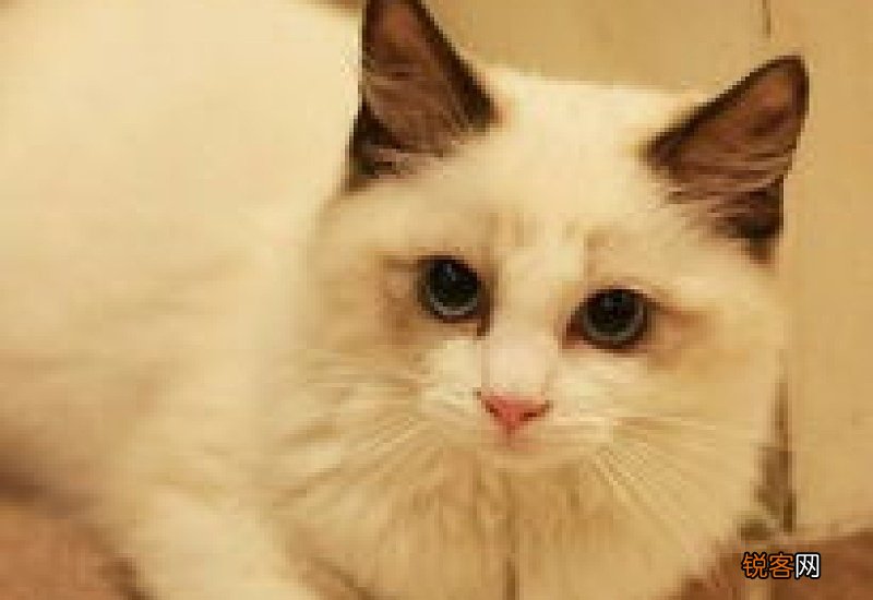 小猫睡觉抽搐是什么原因