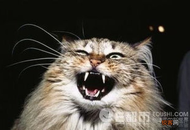 腊鱼被猫啃了还能吃吗