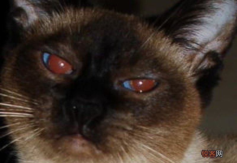 猫的眼睛早上是什么形状的?