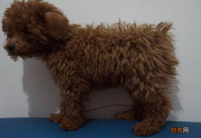 泰迪后腿不直怎么回事