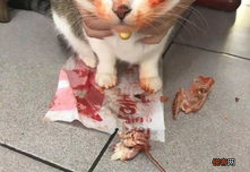 腊鸡被猫咪偷吃还可以食用吗