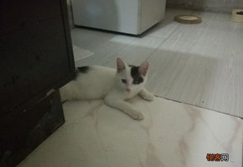 猫瘟治愈后一周复发