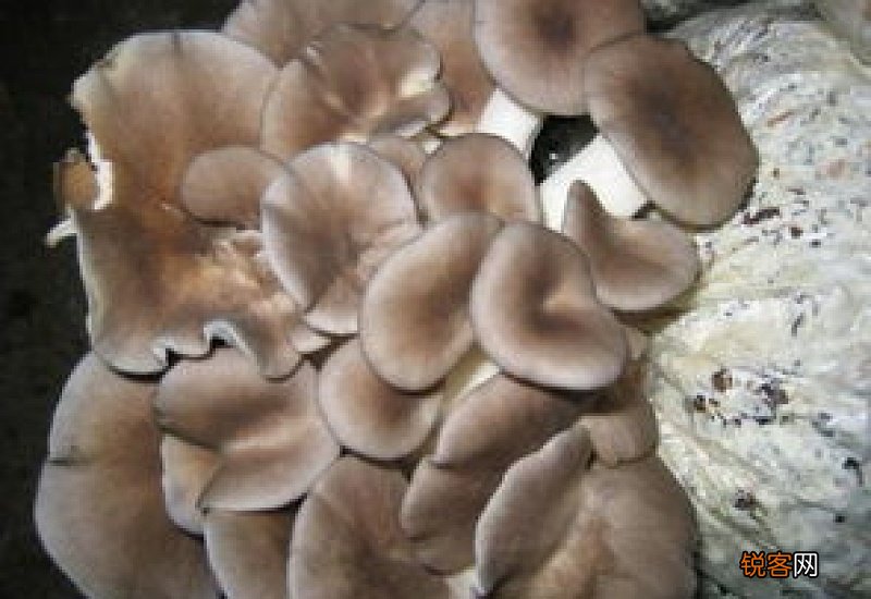 香菇发霉了洗净能吃吗