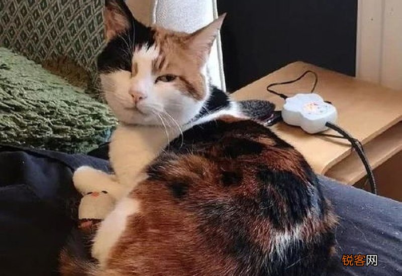 怎么养猫才粘人