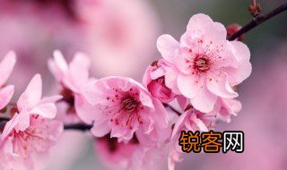 梅花王安石解释赏析 关于王安石梅花