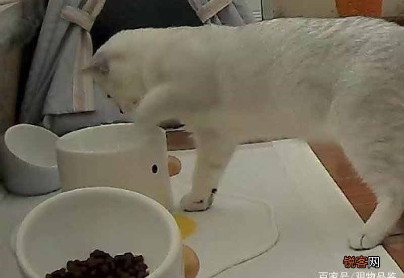 猫咪为什么刨水碗