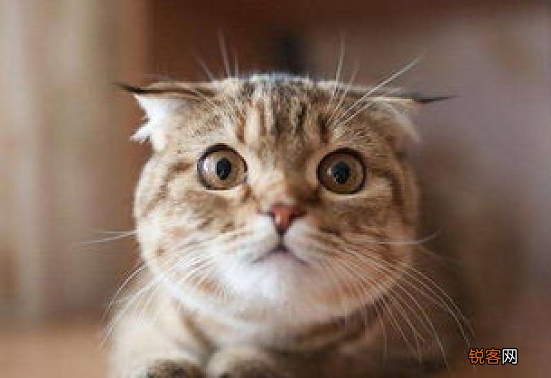 猫咪烦躁不安怎么回事