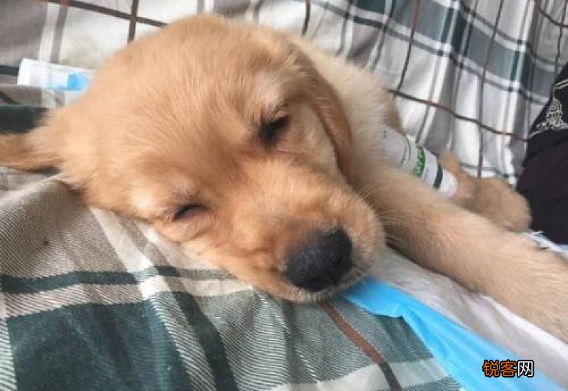 狗狗细小病毒打什么针有效