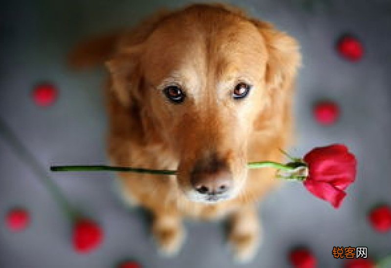 狗的眼睛浑浊怎么回事