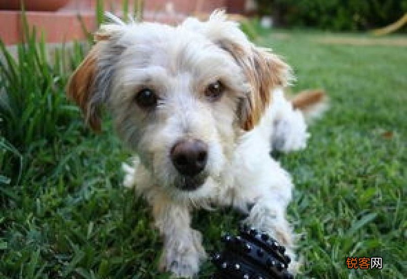 四个月狗狗一天吃多少克狗粮