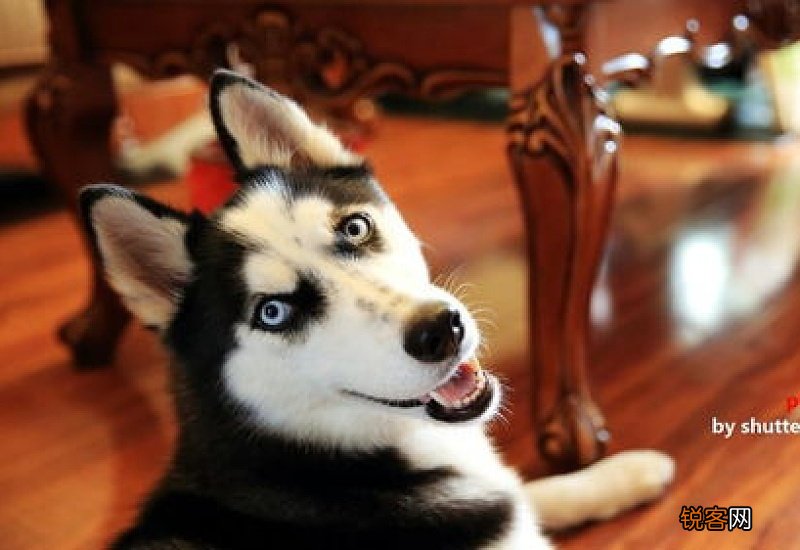 哈士奇跑丢了怎么办