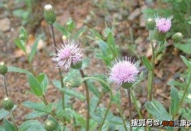 刺菜的功效和作用禁忌