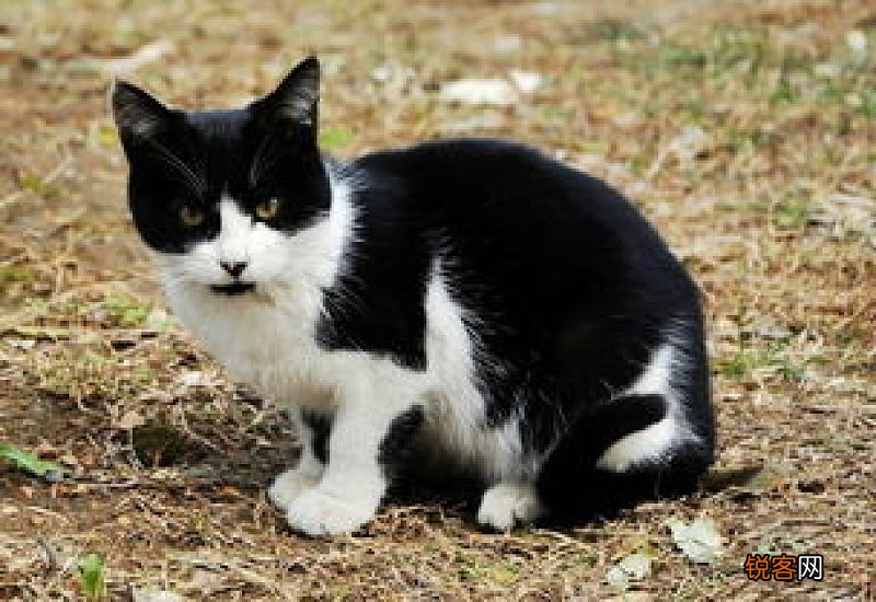 狂犬病潜伏期的猫会传染吗