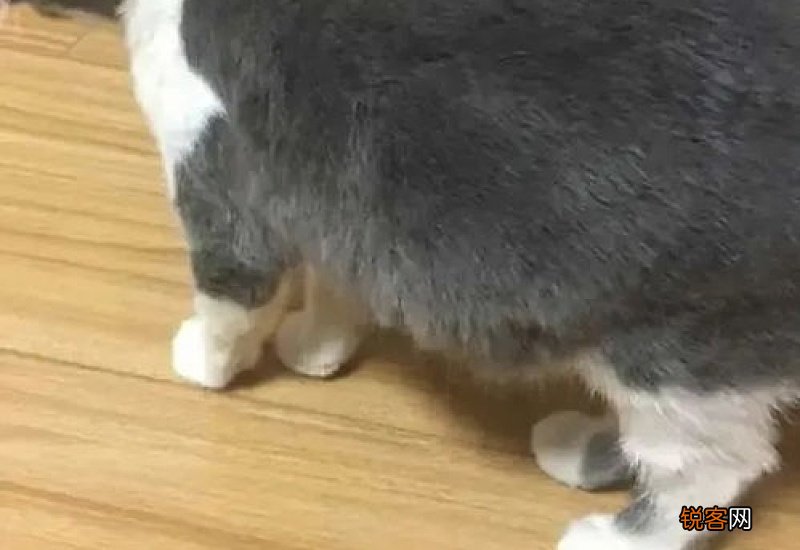 猫可以吃狗粮不?