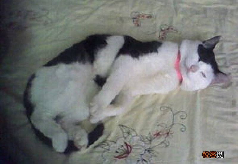 养猫会有寄生虫吗