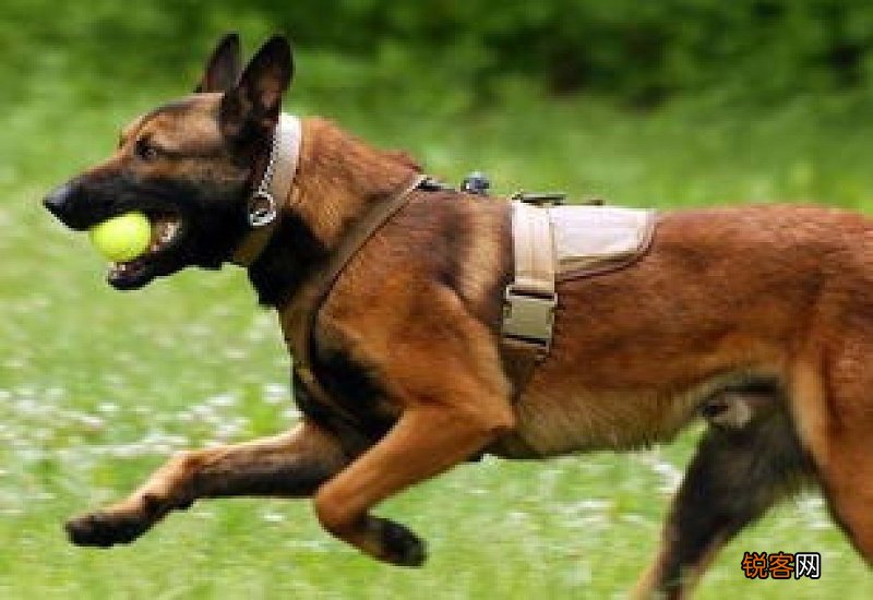 成年马犬一天食量