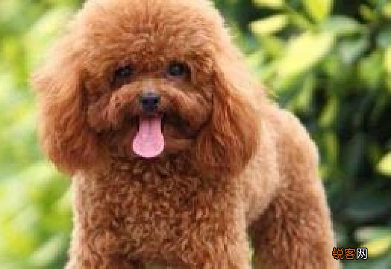 泰迪狗能不能吃面条