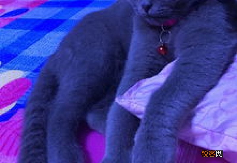 两个月英短一天喂几次还是一直有猫粮放在那