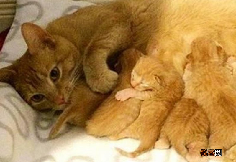 母猫生了7只需要人工喂养吗