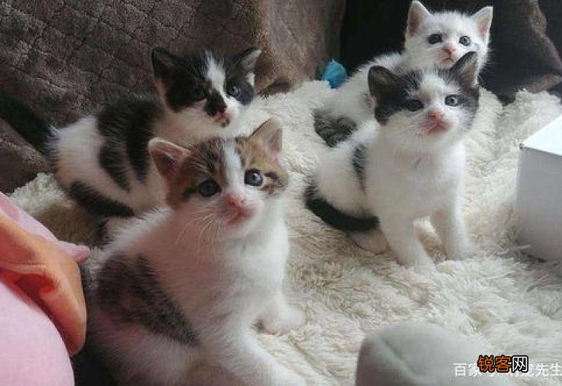 猫生完小猫不吃东西怎么办