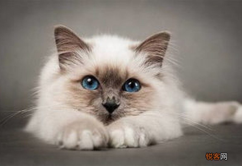 猫后脚指甲外露